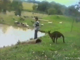kangaroo-kicks-kid-in-th